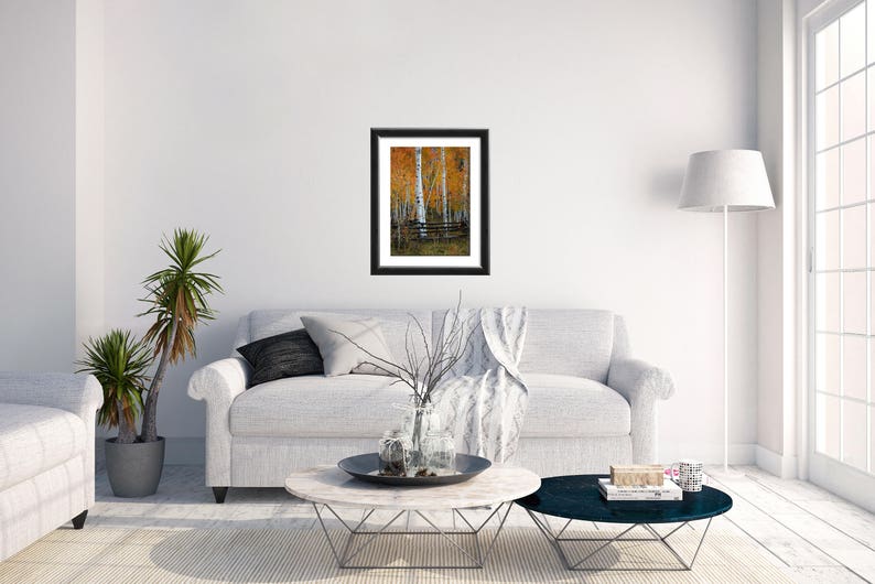 May include: A framed print of a painting depicting a group of birch trees with yellow leaves in an autumnal forest setting.