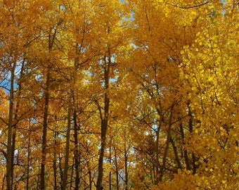 Glowing, Gold, Autumn Colors, Aspen Trees, Breckenridge,  Colorado, Rocky Mountains - Fine Art Photograph