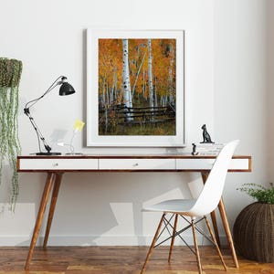 May include: A white framed photograph of a forest of aspen trees with yellow leaves in the fall. The trees are in front of a wooden fence.