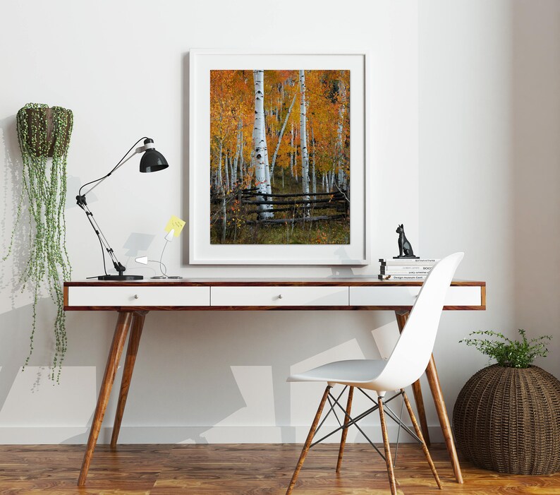 May include: A white framed photograph of a forest of aspen trees with yellow leaves in the fall. The trees are in front of a wooden fence.
