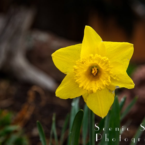 Yellow Daffodil Announces the Arrival of Spring  - Fine Art Photograph