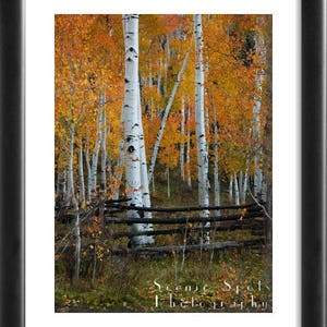May include: A scenic view of a forest with tall, white birch trees with black markings. The trees are surrounded by a wooden fence and the leaves are a vibrant orange and yellow color. The image is captioned "Scenic Spot Photography".
