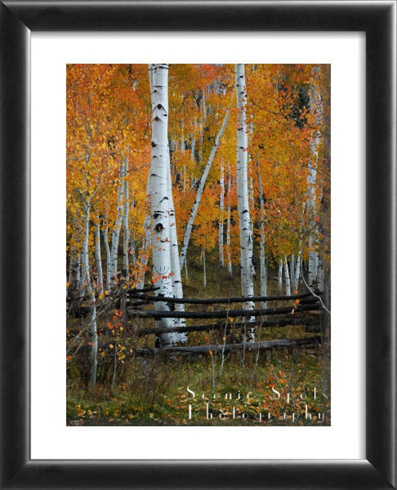 May include: A scenic view of a forest with tall, white birch trees with black markings. The trees are surrounded by a wooden fence and the leaves are a vibrant orange and yellow color. The image is captioned "Scenic Spot Photography".