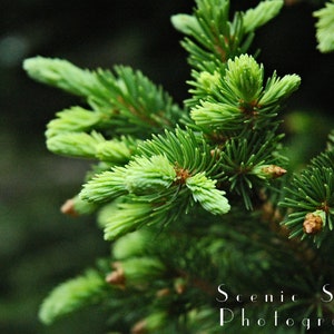 Pine Tree Photography, Colorado Photography Prints, Evergreen Photography, Rocky Mountain Photography, Macro - Fine Art Photograph