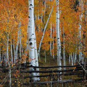 May include: A rustic wooden fence with a backdrop of tall, white birch trees with yellow and orange leaves. The trees are in a forest setting.