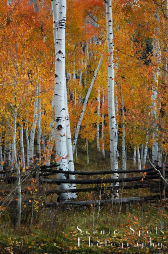 Fall, Golden, Aspen Trees, Rustic, Fence, Rocky Mountain, Telluride, Colorado - Fine Art Photograph