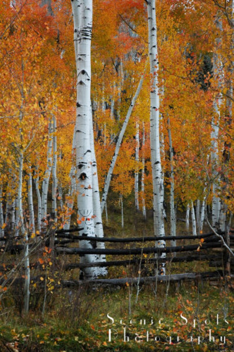 May include: A rustic wooden fence with a backdrop of tall, white birch trees with yellow and orange leaves. The trees are in a forest setting.