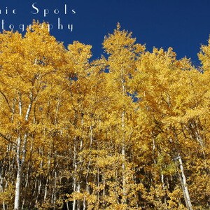 Radiant, Golden, Autumn, Aspen Trees, Blue Sky, Rocky Mountains, Breckenridge, Colorado - Fine Art Photograph