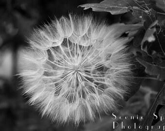 Dandelion in Seed, Macro, Black and White - Fine Art Photograph