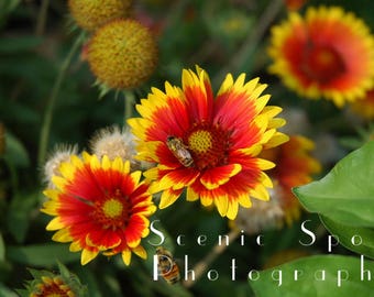 Bees, Blanket Flower, Summer, Garden, Red, Yellow, Green, Colorado - Fine Art Photograph 8 x 10 Print