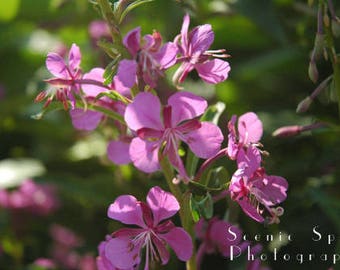 Purple Wildflower, Alpine Fireweed, Spring, Rocky Mountain, Crested Butte, Colorado - Fine Art Photograph