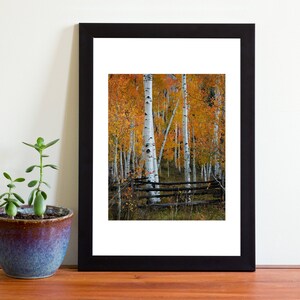 May include: A photograph of a forest of aspen trees in autumn. The trees have bright yellow leaves and white bark. A wooden fence runs through the forest.