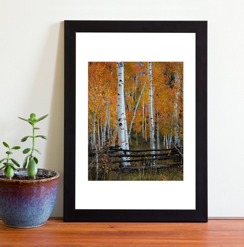 May include: A photograph of a forest of aspen trees in autumn. The trees have bright yellow leaves and white bark. A wooden fence runs through the forest.