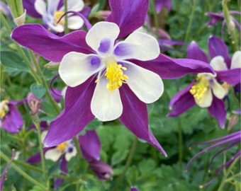 Dramatic Purple and White Columbine  - Fine Art Photograph