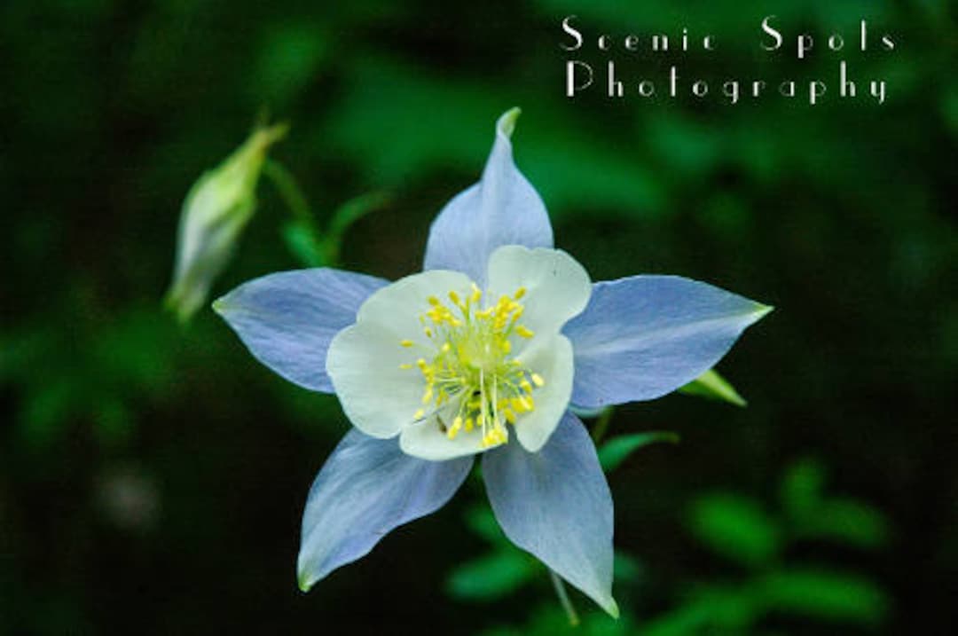 Rocky Mountain Columbine Wildflower, Colorado State Flower Classic Blue ...