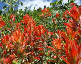 Indian Paintbrush Red Wildflowers, Green Leaves And Blue Sky Colorado - Fine Art Photograph