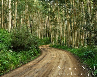 Winding Road, Aspen Trees, Forest, Afternoon Light, Rocky Mountains, Ohio Pass, Colorado - Fine Art Photograph