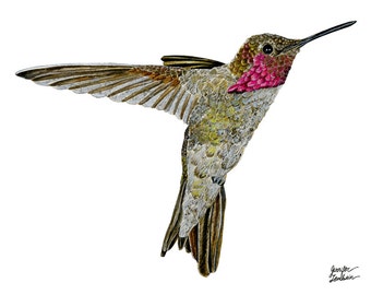 Hummingbird Ayre Art Print. White Background