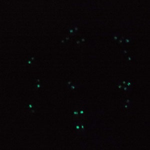 Puede incluir: Un fondo oscuro con una dispersi&oacute;n de peque&ntilde;os puntos verdes brillantes.