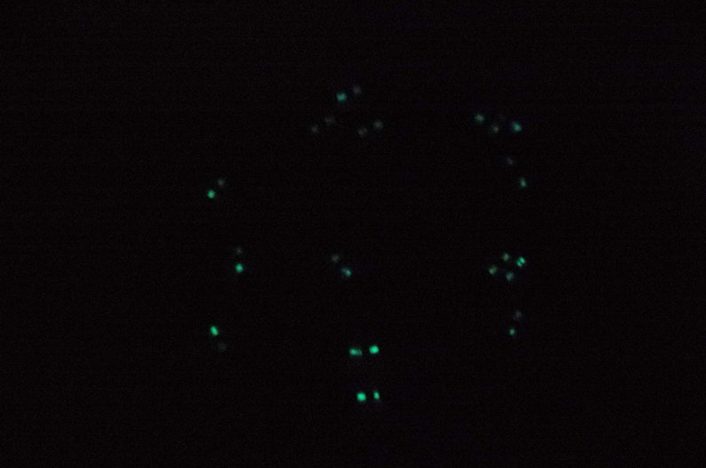 Puede incluir: Un fondo oscuro con una dispersi&oacute;n de peque&ntilde;os puntos verdes brillantes.
