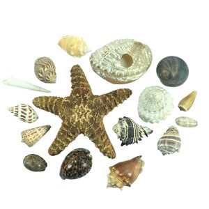 May include: A collection of seashells and a starfish in various shapes, sizes, and colors, including brown, white, and black. The shells are arranged in a circle around the starfish.