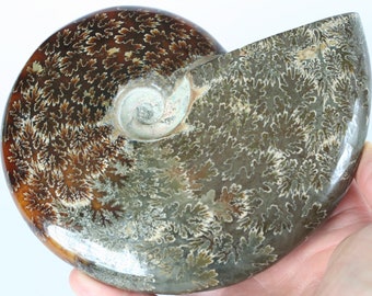 whole ammonite fossil 5.75" ammonite mineral specimen, spiral nautilus shell large display stone, beach decor nature gift fossil stone shell