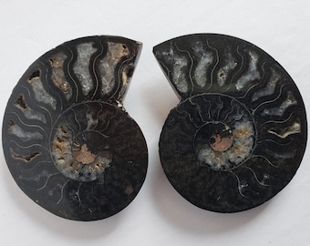 black ammonite fossil pair, nature gift under 60, white quartz fossil stones, ammonite fossil shells, nautilus shell beach decor, boho decor