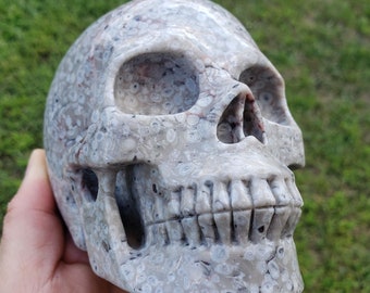 5" fossil coral skull, goth decor 3 lb hand carved stone skull, natural sea fossil skull, boho decor, meditation stone, gray skull Halloween