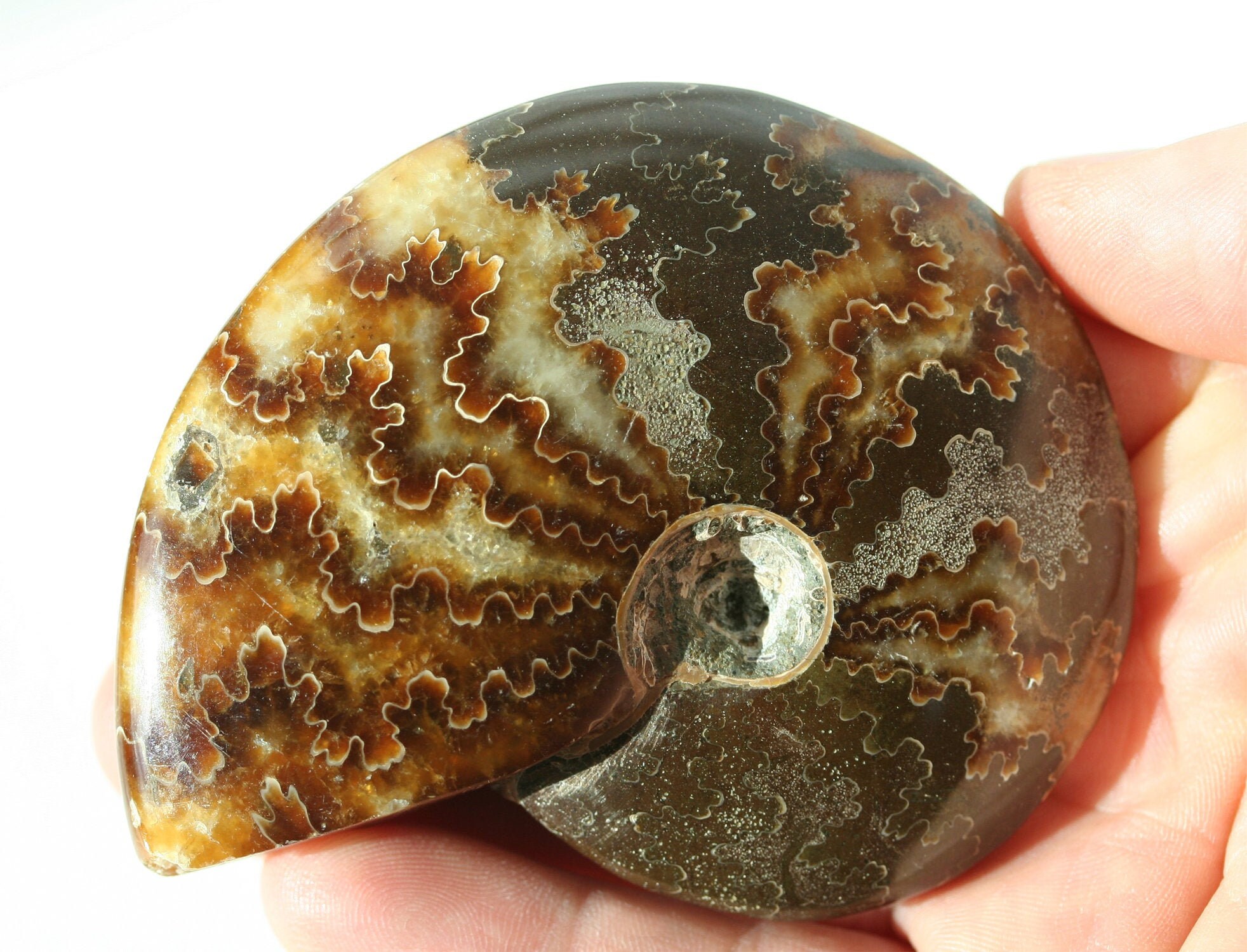 Whole Ammonite Fossil Specimen Nautilus Shell Palm Stone Etsy Whole Ammonite Fossil Specimen Nautilus Shell Palm Stone Etsy