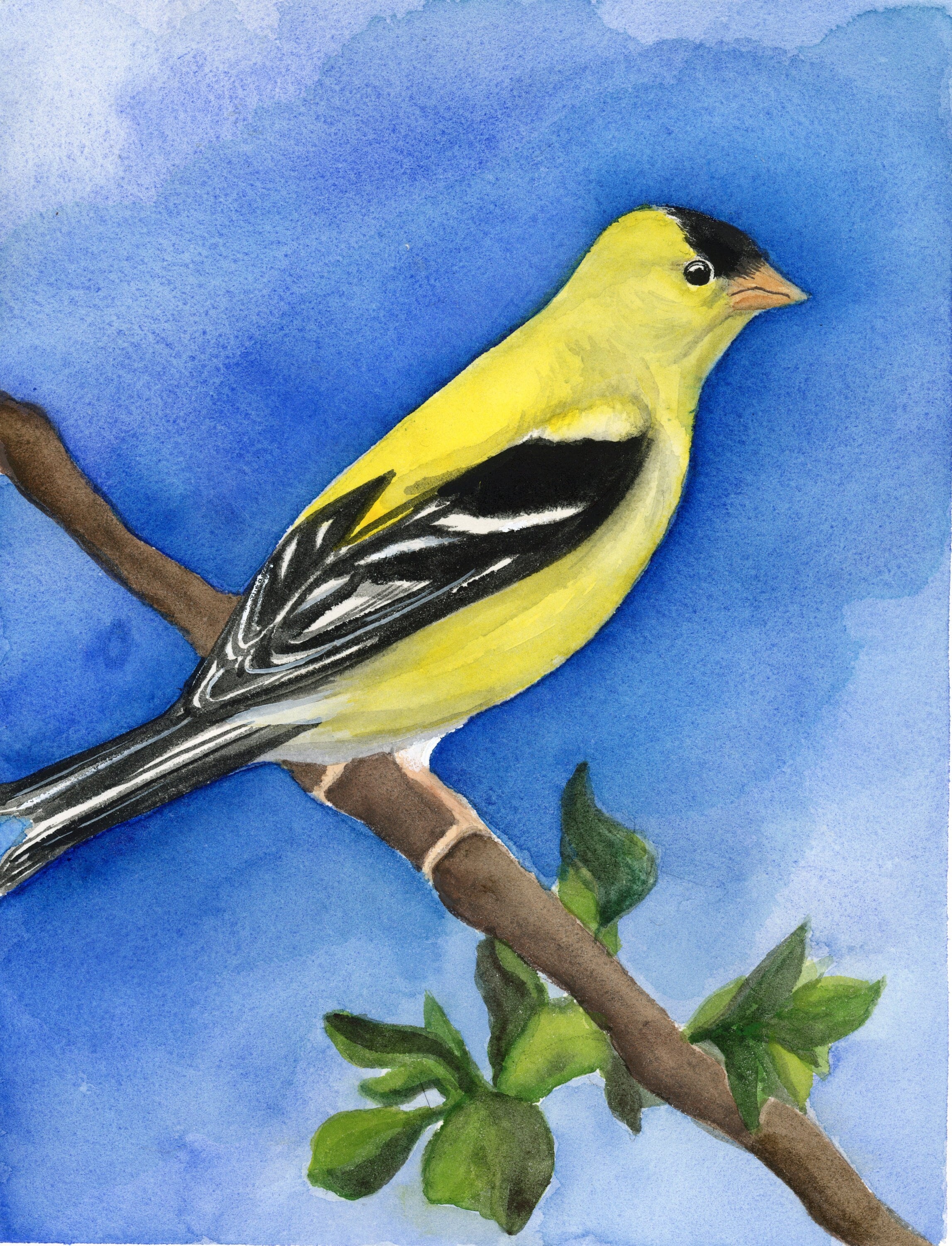 Original American Goldfinch Watercolor Painting, Bird Art (8x10) - Etsy