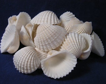 White Clam Shells - Beach Decor - Nautical Decor - Beach Wedding Decor - Crafts - 25 Clam Shells