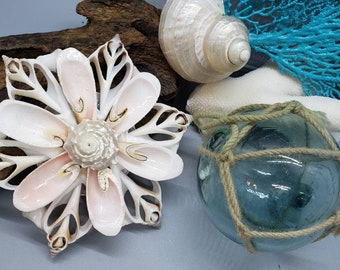 Seashell  Star Christmas Ornament - Beach Decor - Nautical Decor