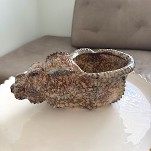 May include: A ceramic conch shell planter featuring a glossy, mottled glaze in shades of deep brown, tan, and cream. The shell has a textured, ridged exterior and a wide, open cavity at the top, designed for holding small items or decorative plants.