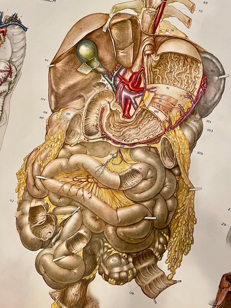 1947 Nystrom Lithographed Digestive System Anatomical Chart, 6ft - Etsy