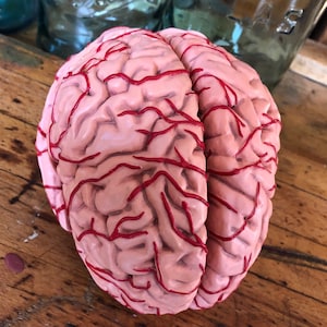 Vintage 6 Piece Medical Model Brain...Life size