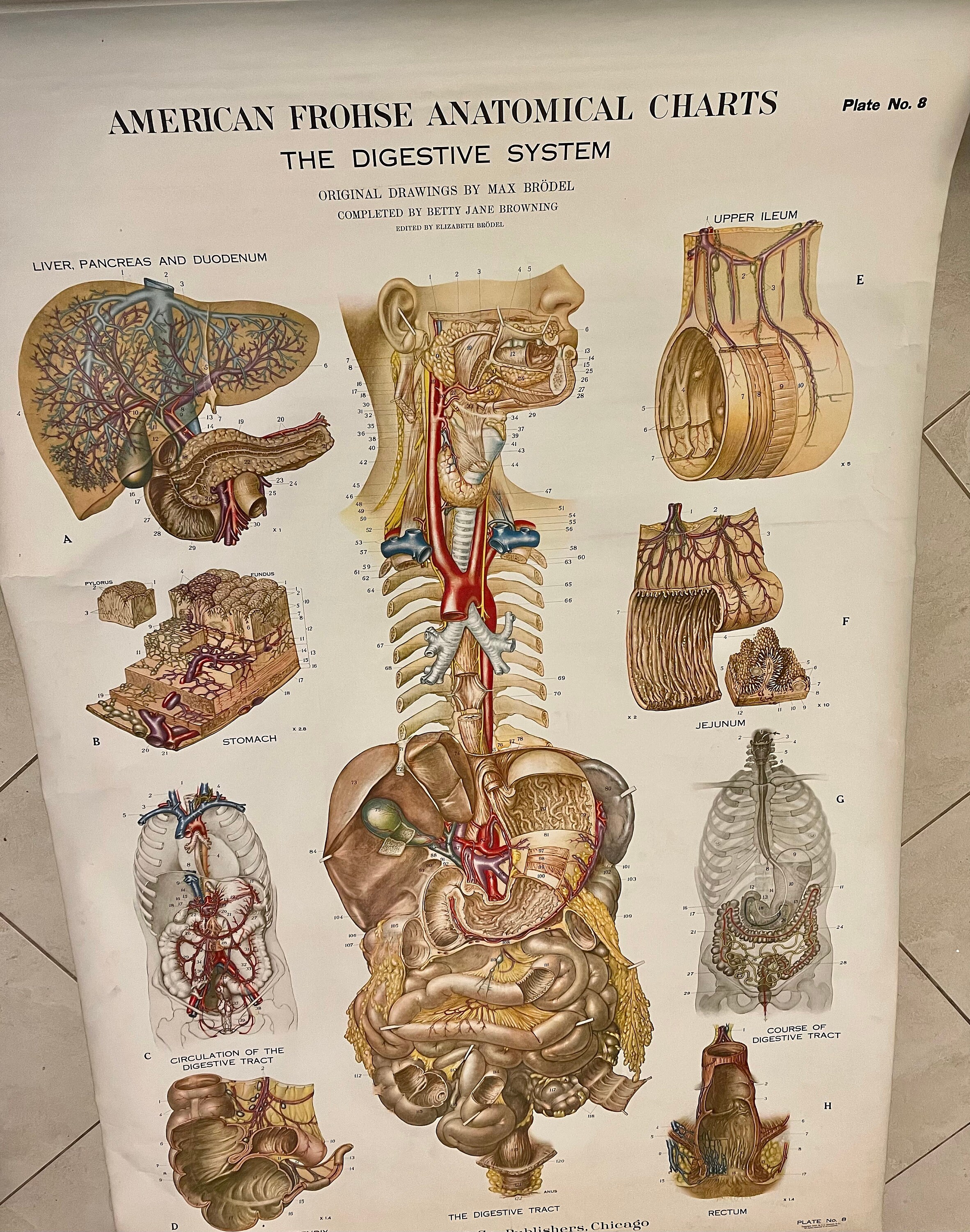 1947 Nystrom Lithographed Digestive System Anatomical Chart, 6ft