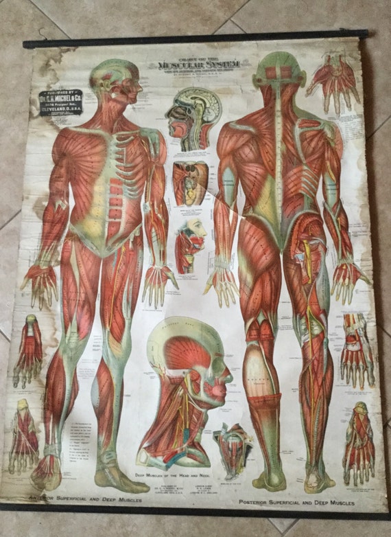 Muscular System Anatomical Chart