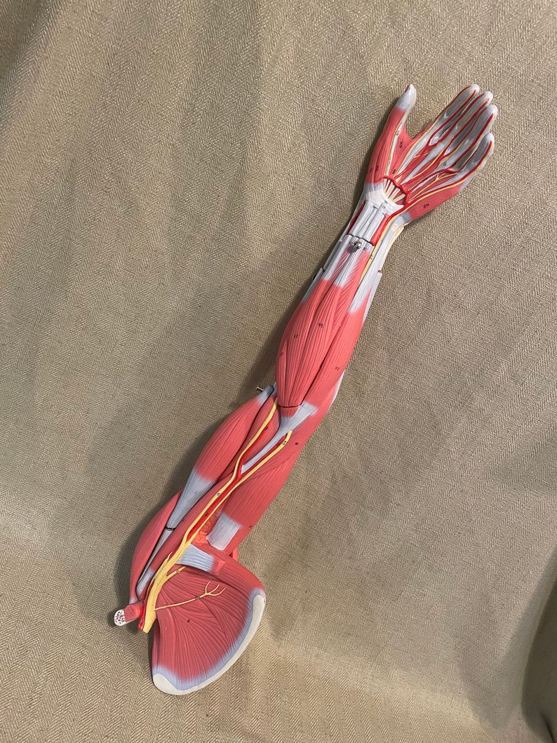 Anatomical Arm Model Showing Musculature, Complete With Stand - Etsy
