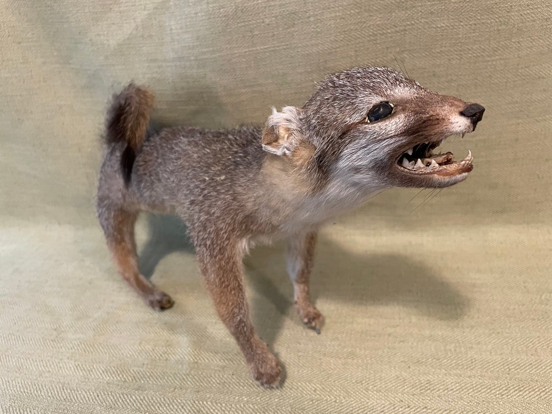 Derpy Dog, Antique Taxidermy Prairie Dog Etsy