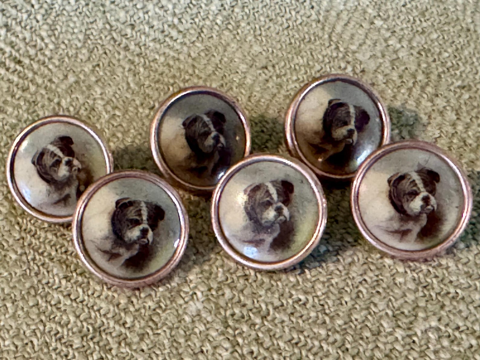 Six 19th Century Enameled Bulldog Buttons - Etsy