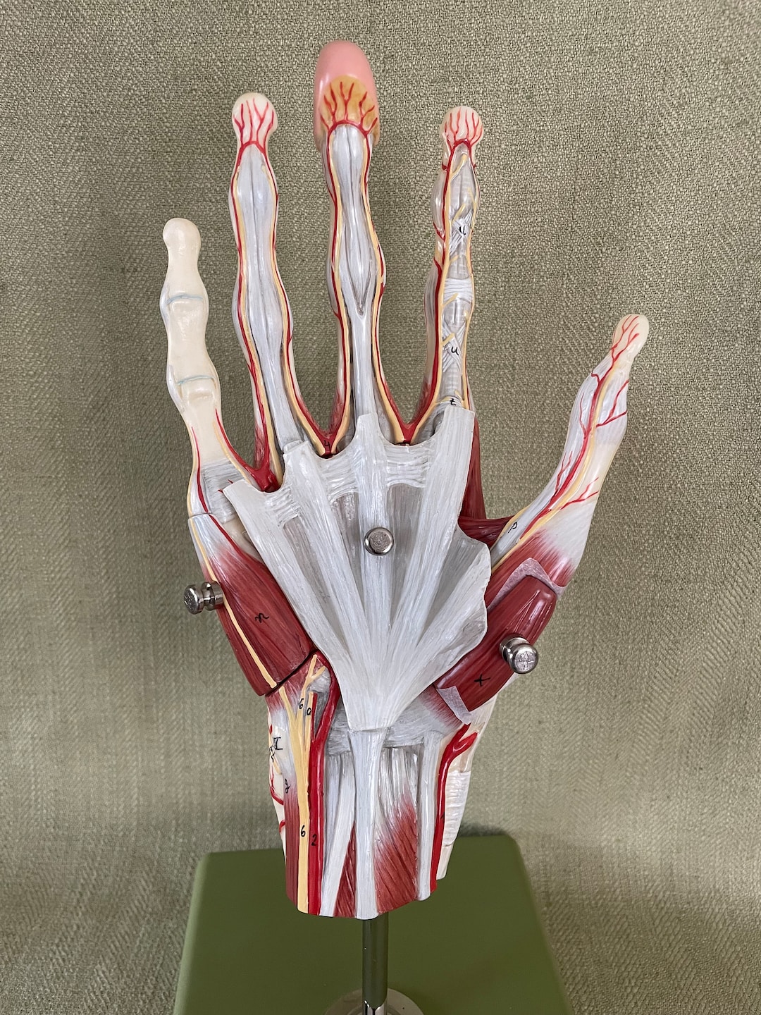 Vintage German Somso Anatomical Hand Model, Muscles of the Hand Etsy