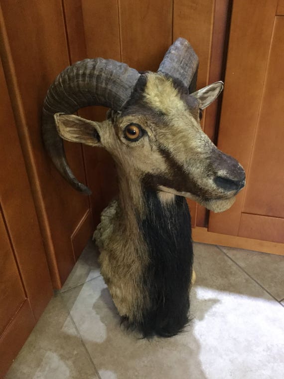Ramalama Ding Dong Antique Taxidermy Corsican Ram Mount Etsy