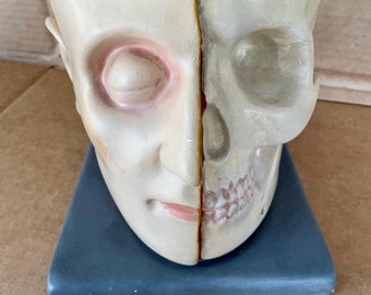 Antique German Plaster Anatomical Model Human Head, Skull