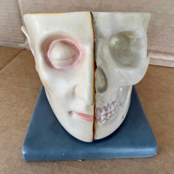 Antique German Plaster Anatomical Model Human Head, Skull