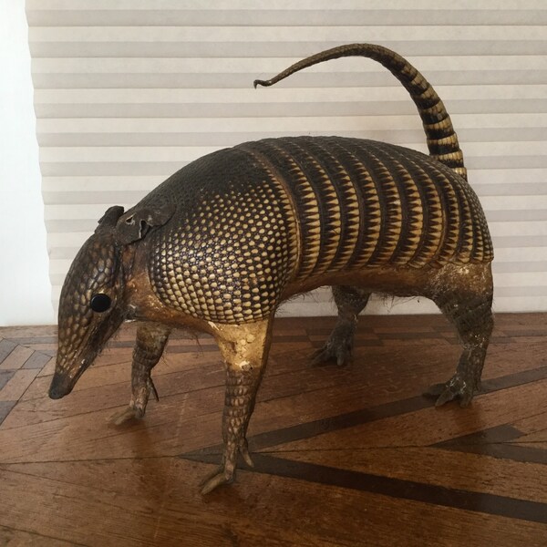 Winky the Dead Blind Armadillo