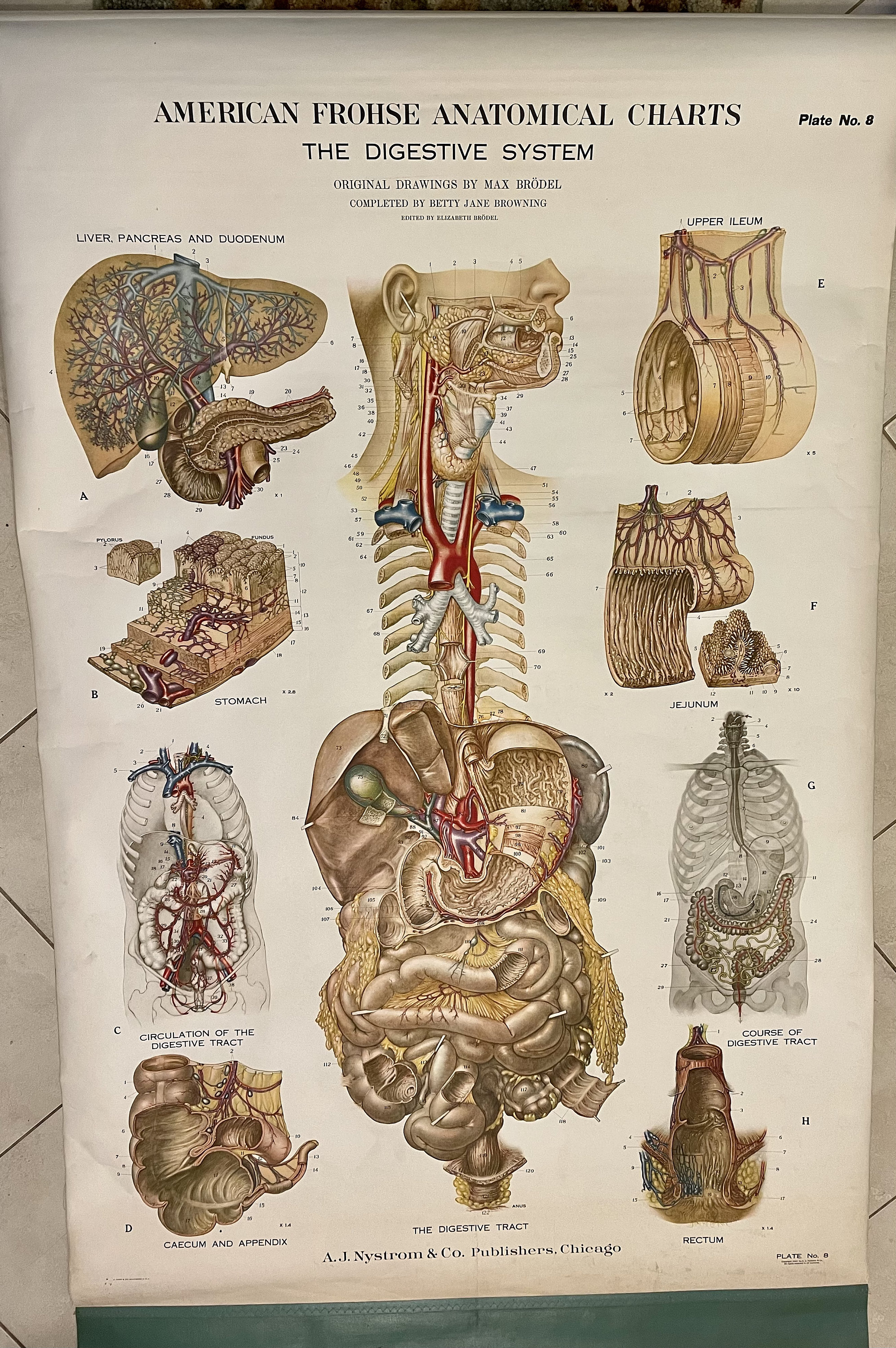 1947 Nystrom Lithographed Digestive System Anatomical Chart, 6ft