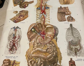 1947 Nystrom Lithographed Digestive System Anatomical Chart, 6ft