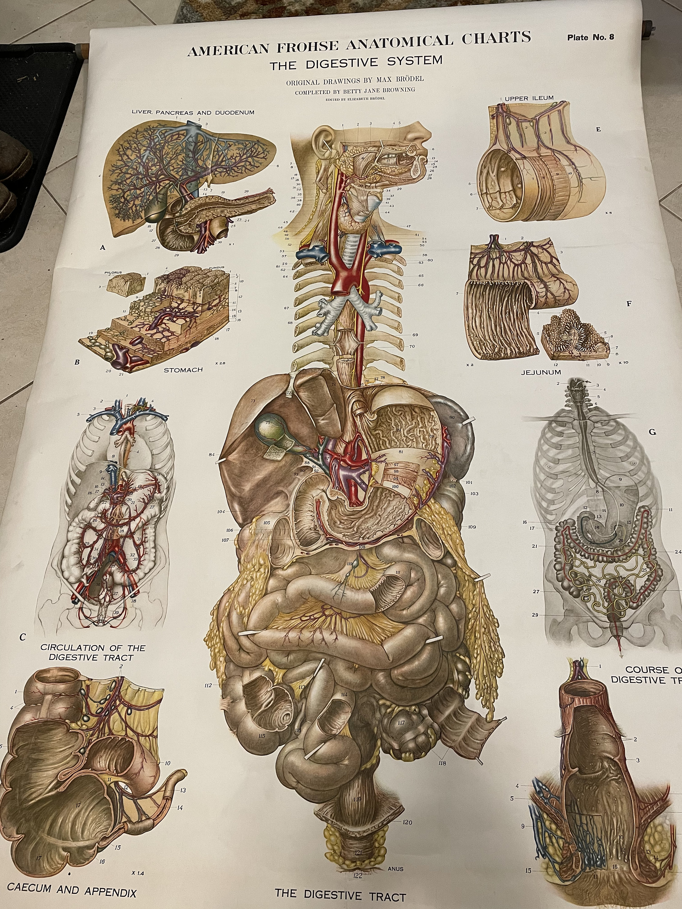 1947 Nystrom Lithographed Digestive System Anatomical Chart, 6ft