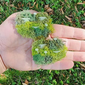 May include: Two miniature moss and lichen arrangements with tiny white mushroom accents. The arrangements are in shades of green and yellow, held in an open hand against a backdrop of green grass and foliage.