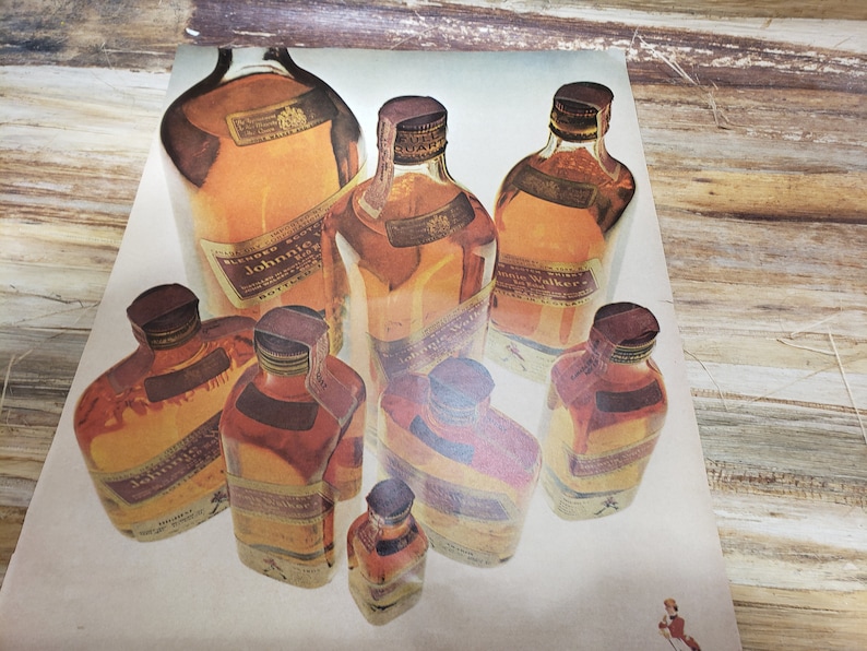 May include: A vintage advertisement featuring multiple bottles of Johnnie Walker blended scotch whisky. The bottles are arranged in a cluster on a white background. The bottles are all brown glass with gold labels and gold foil caps.